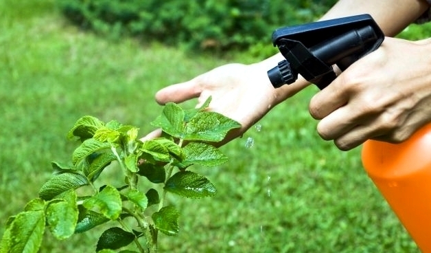 Fumigación en el jardín: Sigue estos consejos y mejorarás su efectividad