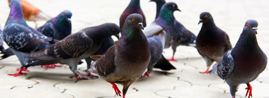 Infestación de palomas: ¿Es necesario contratar una empresa de control de plagas?
