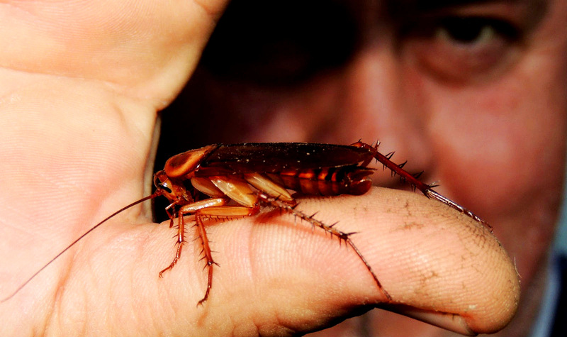 Reproducción asexual: Las cucarachas se pueden reproducir sin machos