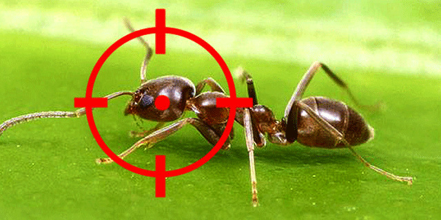 ¿Cómo controlar las plagas de hormigas en verano?