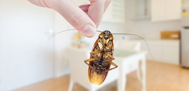 ¿Qué tipo y espacios dentro de nuestro hogar están más expuestos a una infestación de cucarachas?