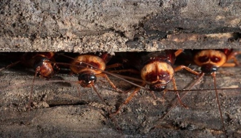 La peor pesadilla: Plaga de cucarachas en bares