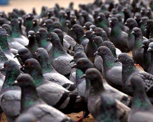 Plaga de palomas: Uno de los mayores peligros en la ciudad