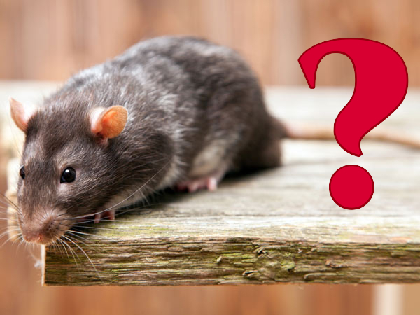 ¿Cómo detectar las plagas de roedores en casas o locales?