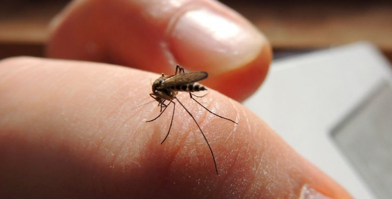Consejos para evitar la picadura de mosquitos en verano