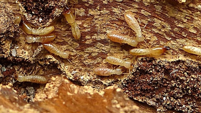 Conoce las diferencias entre termitas de madera seca y termitas subterráneas