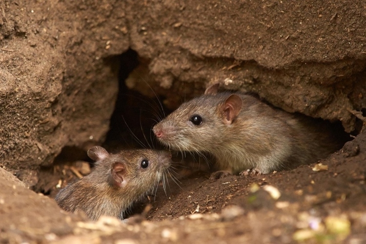 ¿Cómo eliminar y evitar las plagas de roedores?
