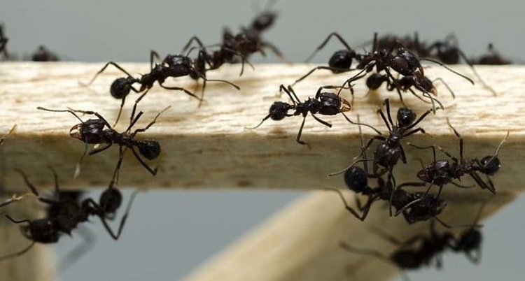 Los mejores consejos para combatir las plagas de hormigas