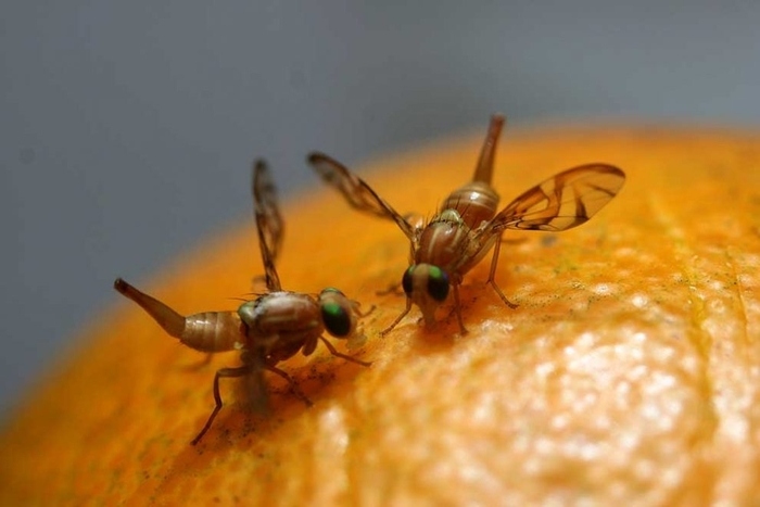 Plaga de mosca de la fruta: Tremendo problema