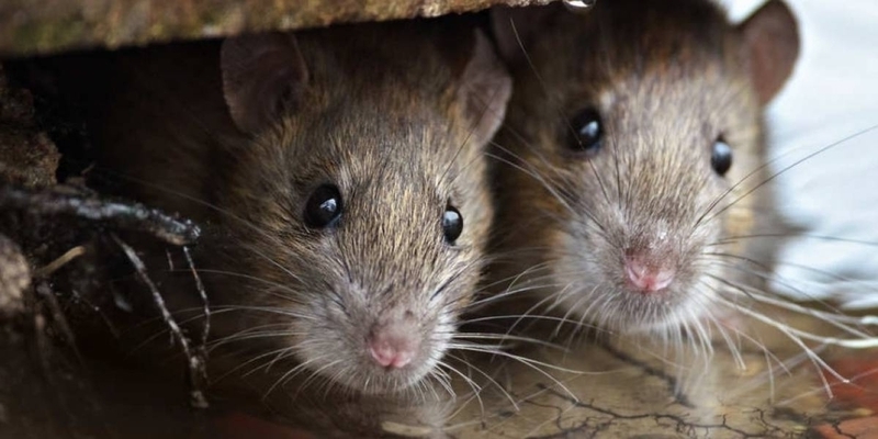 ¿Conoces las enfermedades que causan las plagas de roedores?