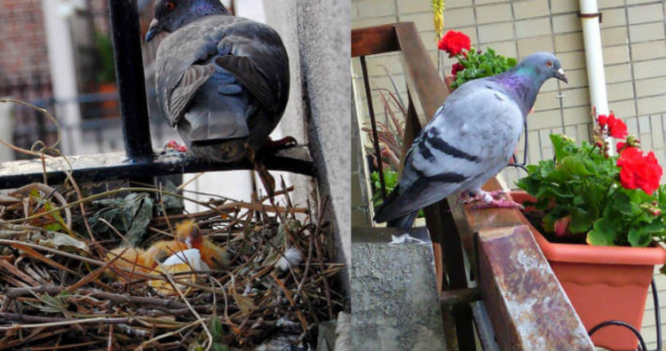 Los mejores consejos para eliminar los nidos de palomas en ventanas