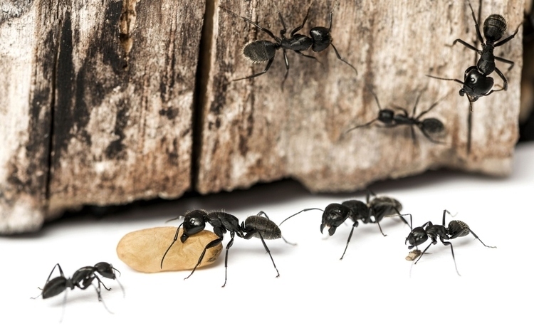 Consejos claves para el control de las plagas de hormigas