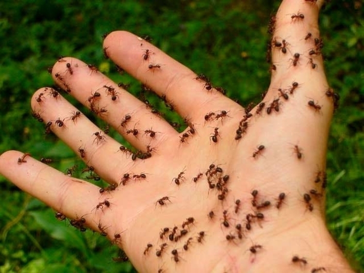 Enemigo silencioso y peligroso: ¿Qué hacer ante una picadura de hormiga?