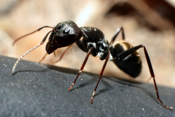 ¿Qué enfermedades transmiten las hormigas?