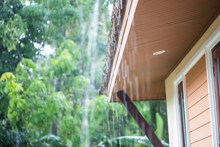 ¿Sabías que las lluvias incrementan la aparición de plagas?