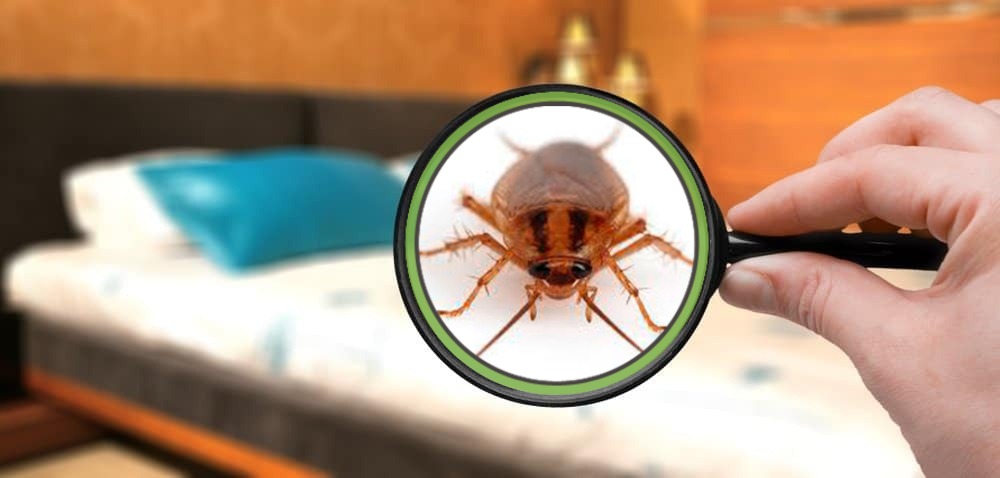 Chinches y cucarachas: Las plagas más comunes en los hoteles