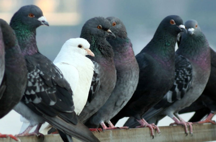 Conoce los mejores métodos de control de las plagas de palomas