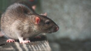 Empresas de desratizacion en Lima