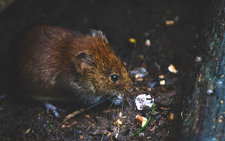 Desratización: ¿Cómo eliminar una plaga de roedores en invierno?