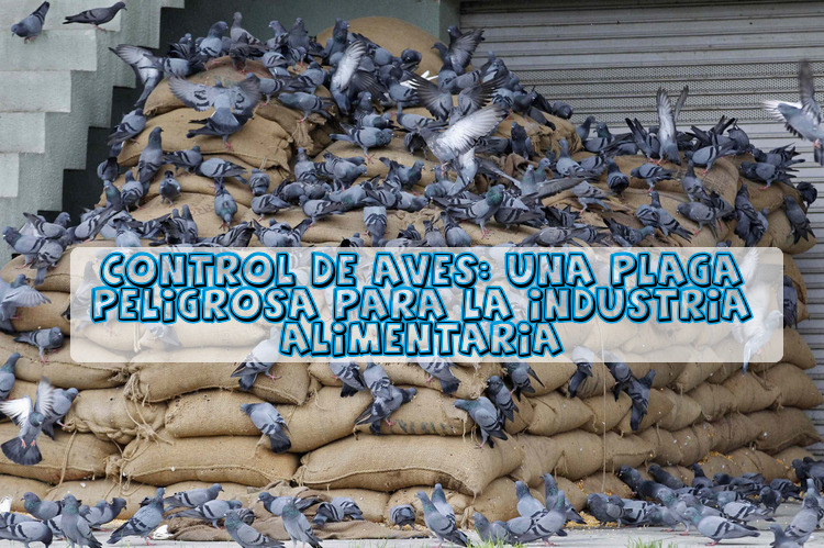 Control de aves: Una plaga peligrosa para la industria alimentaria