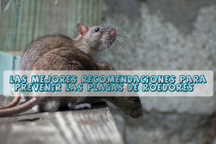 Las mejores recomendaciones para prevenir las plagas de roedores
