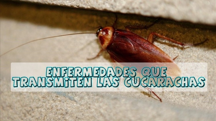 Control de plagas: enfermedades que transmiten las cucarachas