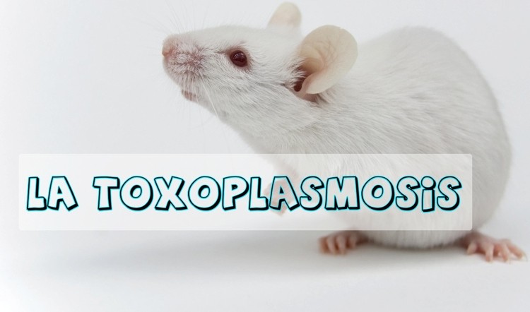 Control de plagas: ¿qué es la toxoplasmosis?