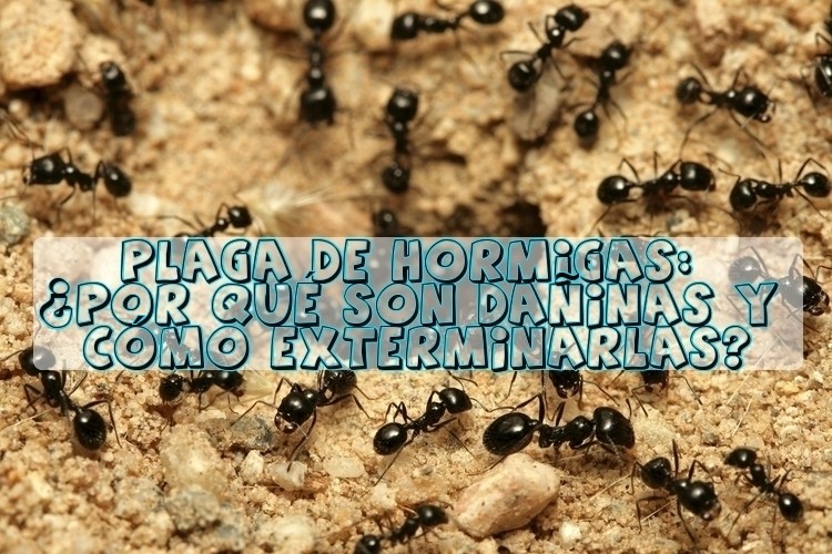 Plaga de hormigas: ¿Por qué son dañinas y cómo exterminarlas?