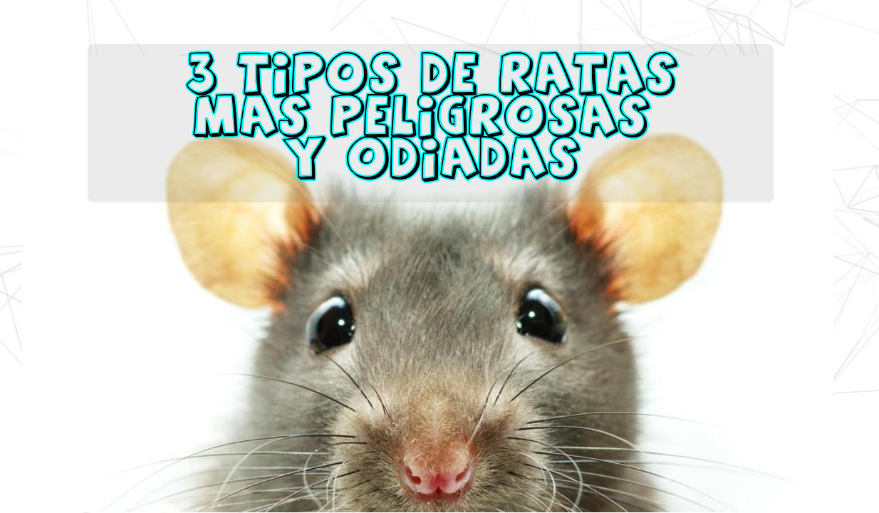 Conoce los 3 tipos de ratas más peligrosas y odiadas
