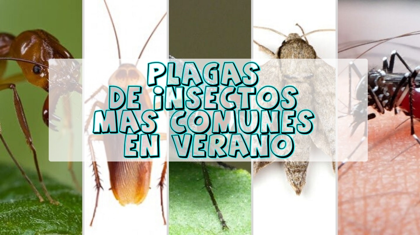 Las plagas de insectos más comunes en temporada de verano