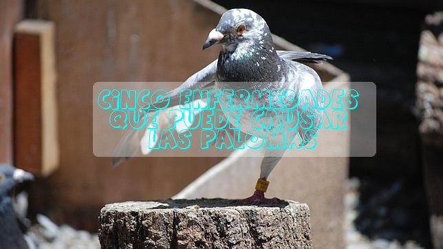 Servicio de control aviar: 5 afecciones causadas por las palomas