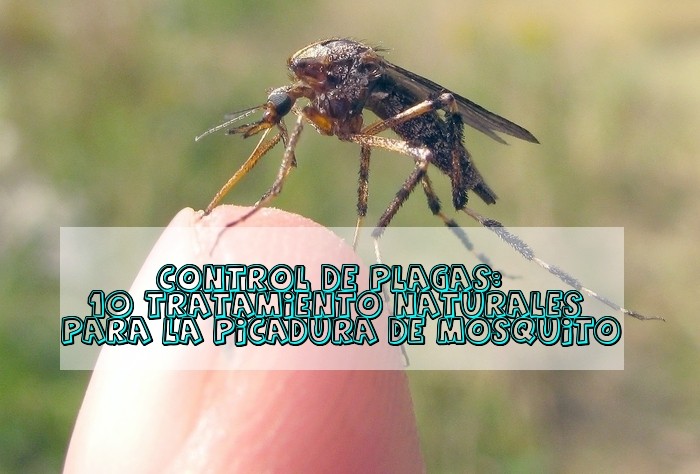 10 Tratamiento naturales para la picadura de mosquito
