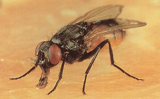 Fumigación: ¿Cómo eliminar las moscas domesticas?