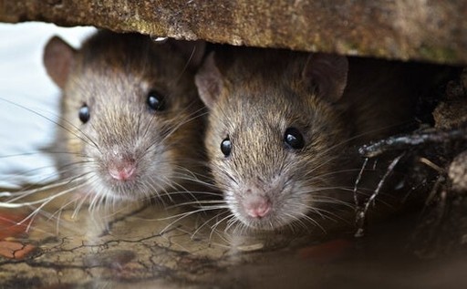Como prevenir las plagas de ratas en tu hogar