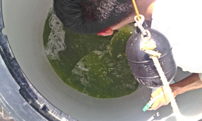 ¿Qué problemas causan las algas en las cisternas de agua?