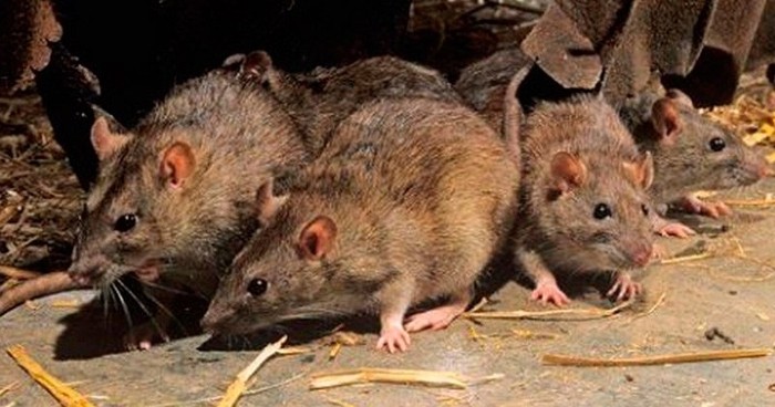 ¿Cómo prevenir las infestaciones de roedores?