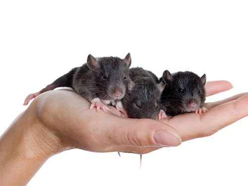 ¿Cómo controlar una plaga de roedores?