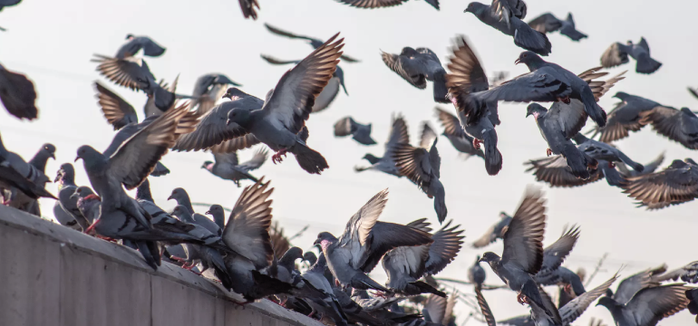 ¿Cómo controlar una plaga de palomas?