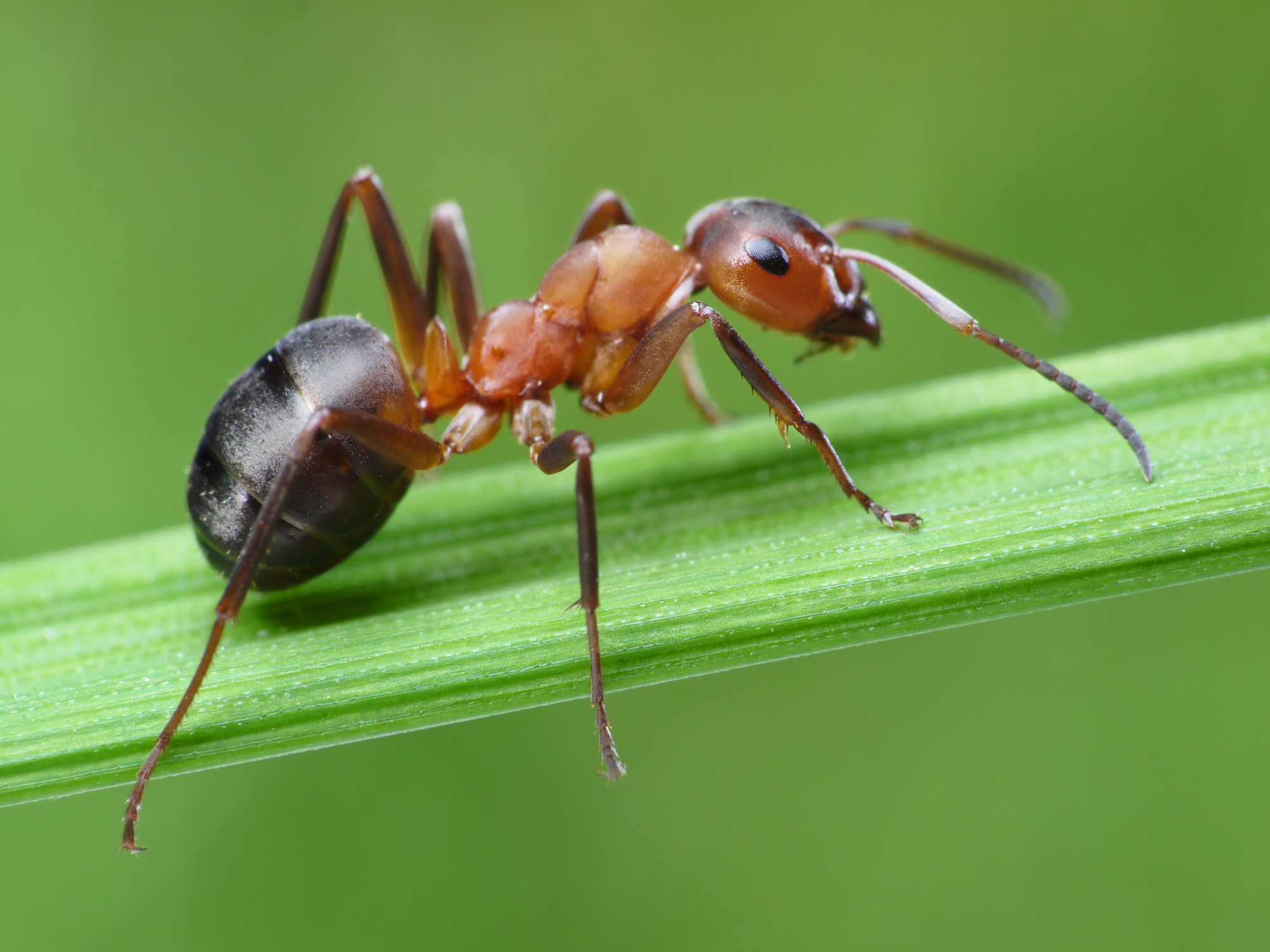 ¿Qué son las hormigas?