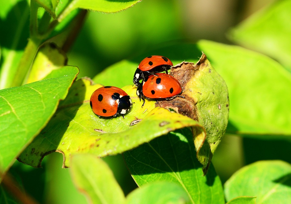 ¿Cuántos tipos de mariquitas existen?