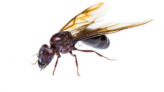 ¿Cuánto tiempo vive la reina hormiga?