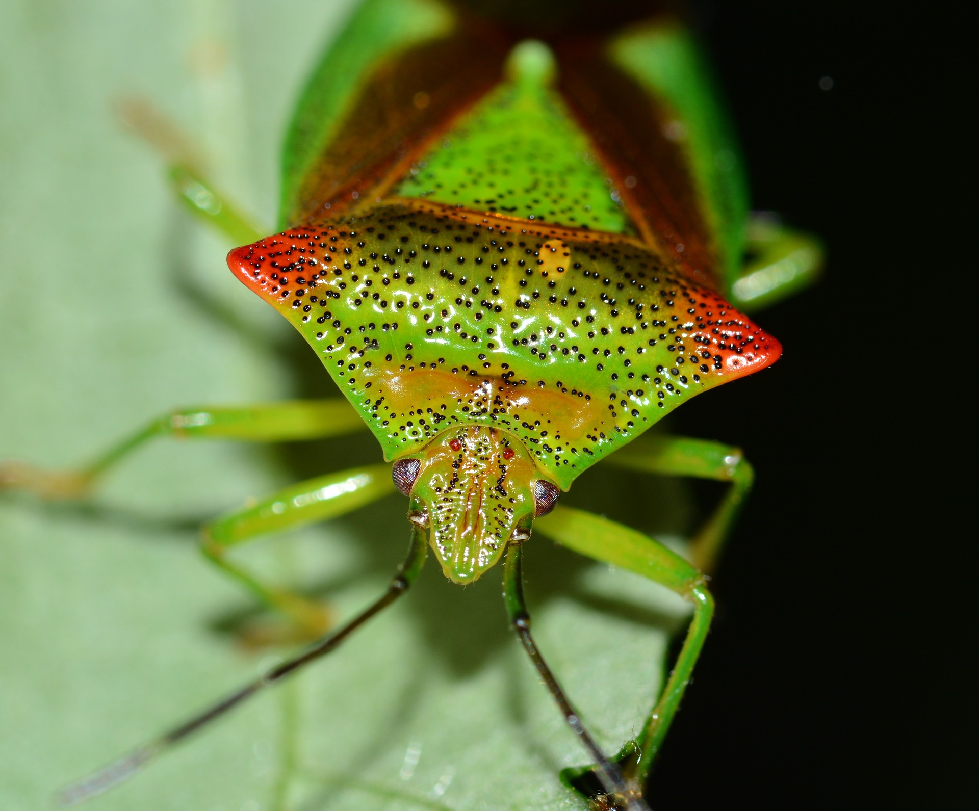 Consejos para detener la plaga de insectos Hemiptera