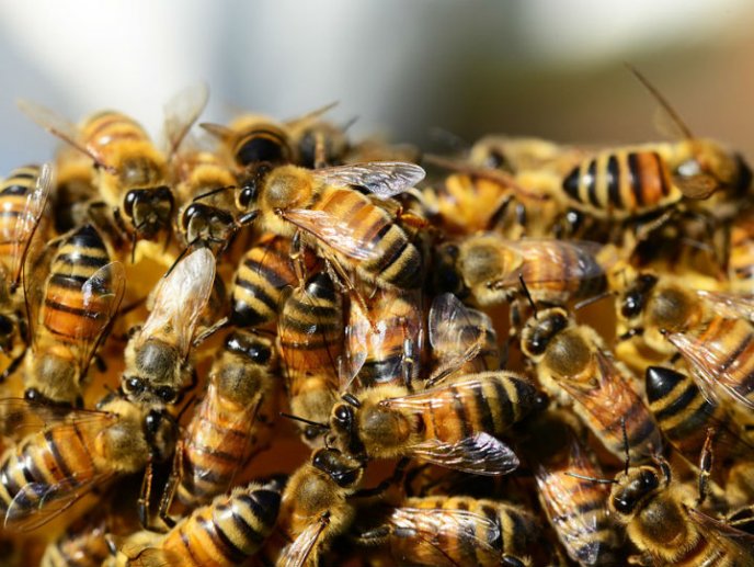 ¿Cómo combatir las abejas con Ragscorp?