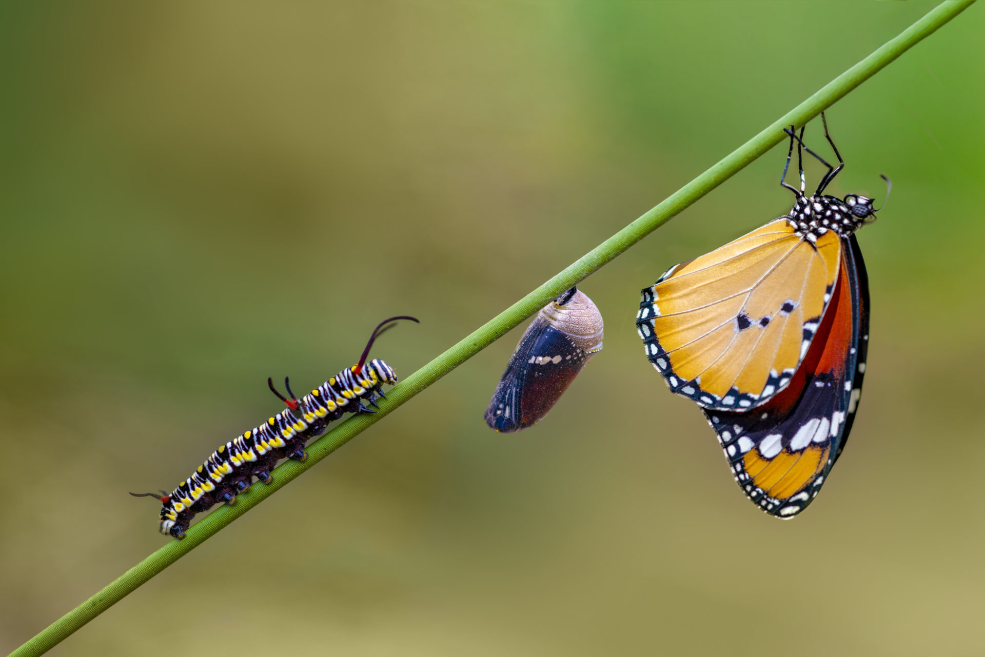 Las enfermedades transmitidas por los insectos