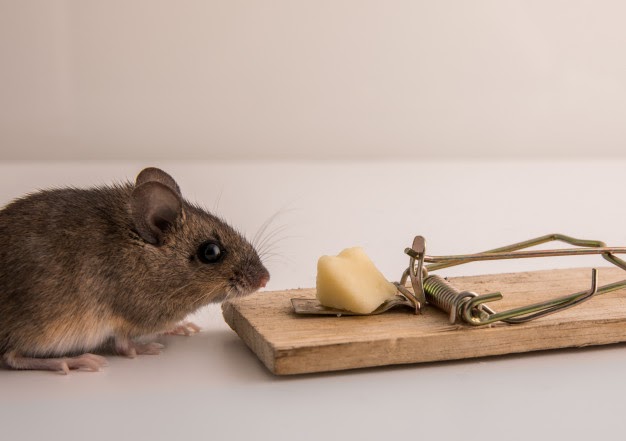 ¿Cómo controlar a los roedores? ¡Tenemos la solución para ti!