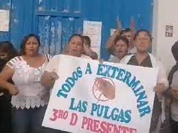 Maestros, escolares y pulgas conviven durante horas de clases