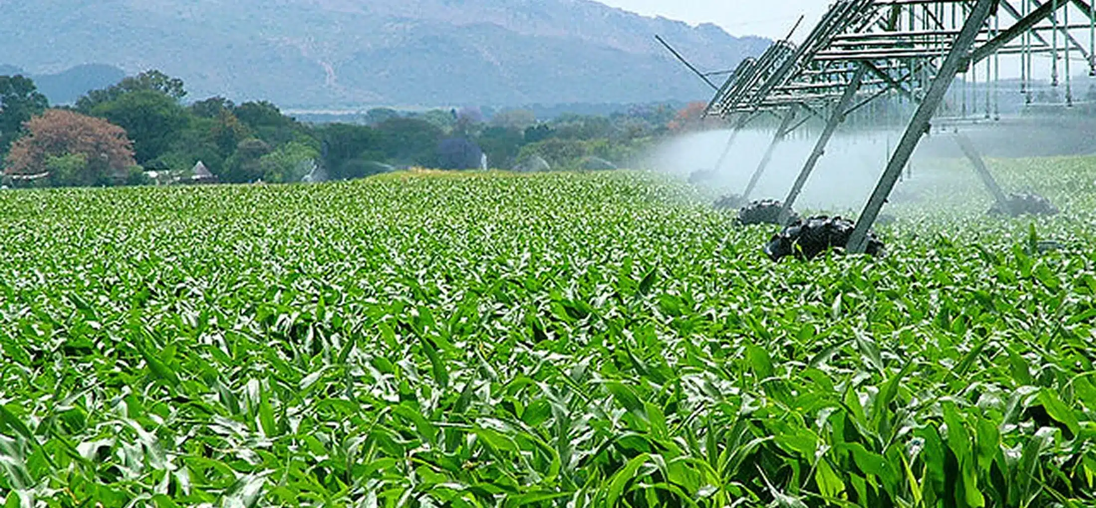 ¿Realmente los campamentos mineros están protegidos? El error que genera plagas cada temporada